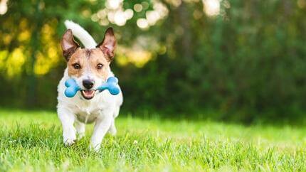 Jack russell terrier purina clearance